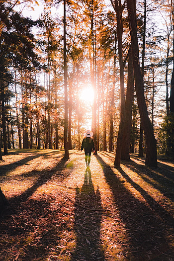 Nature, Autumn, Silhouette, Forest, Sunlight HD phone wallpaper