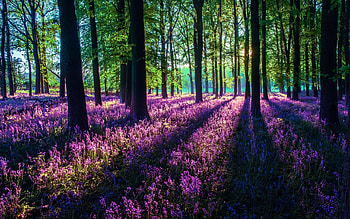 Dockey Woods, Ashridge Estate, UK, Sunrise and bluebells, wildflowers, sunrays, blossoms, trees, forest HD wallpaper