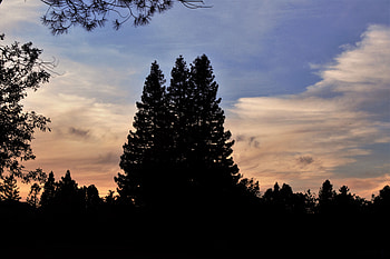 Trees, Sky, Dark HD wallpaper