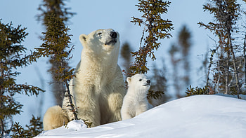 White Polar Bear And Cub Are Sitting On Snow In Blue Sky Background Bear HD wallpaper