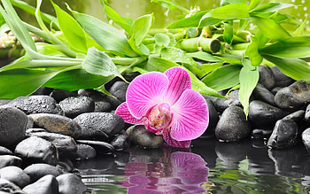 Plants, Flowers, Water HD wallpaper