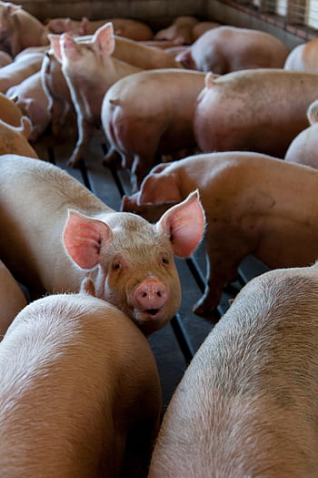 Close-up of pigs in an indoor livestock pen on a farm. Captures the essence of animal agriculture. HD phone wallpaper