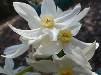 devine white, soft, white, calm, love HD wallpaper
