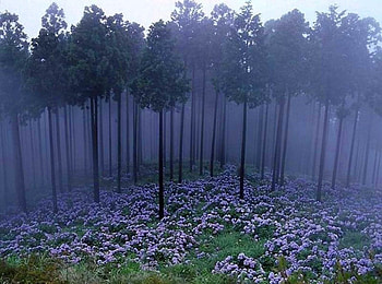 Misty Japanese forest, japanese, trees, flowers, misty, forest HD wallpaper