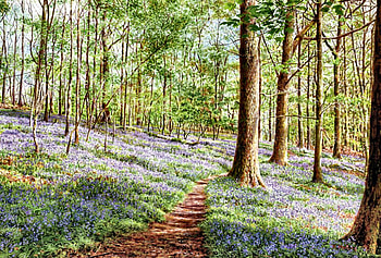 Bluebells in Brathay Woods, woods, art, path, floral, beautiful, artwork, wide screen, painting, flower, love, trees, bluebells HD wallpaper