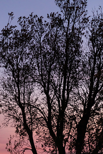 Sky, Twilight, Dark, Wood, Tree, Branches, Dusk HD phone wallpaper