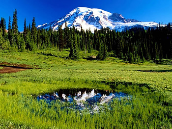 Iced mountain, field, grass, lake, tree, mountain HD wallpaper
