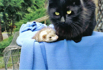 A ferrits best friend, cat and ferritt, hanginging out in the sun HD wallpaper