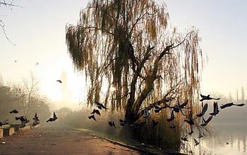 Weeping willow by the pond, Nature's tranquility, Serene beauty, Captivating atmosphere HD wallpaper
