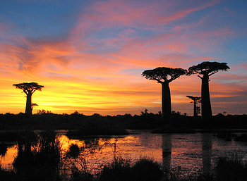 Sunset_baobabs_Madagascar, baobabs, sunsets, landscape, lake, reflection, clouds, trees, nature, sky HD wallpaper