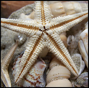 starfish, sea, summer, shell, memory HD wallpaper