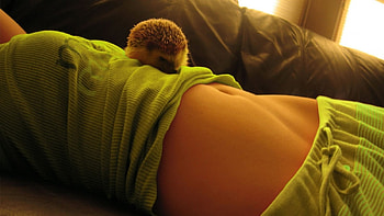 my cute little pet, animal, girl, stomach, green HD wallpaper