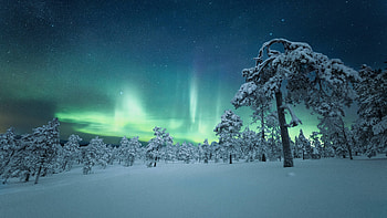 Snow Trees Covered Aurora , aurora, trees, snow, nature HD wallpaper