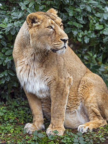 Animals, Predator, Big Cat, Lioness, Beast HD phone wallpaper
