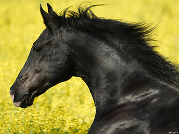 Animals, Horses HD wallpaper