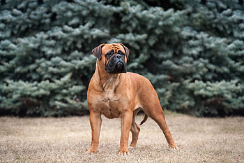 Bullmastiff, Steckbrief, Charakter, Haltung HD wallpaper