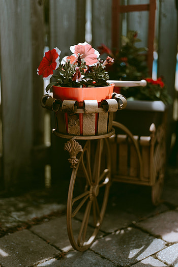 Flowers, Decoration, Bicycle, Pot HD phone wallpaper