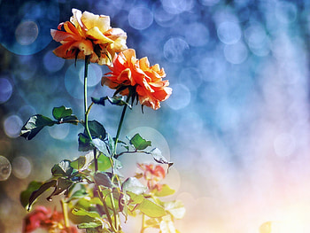❤, rose, yellow, shine, glitter, autumn HD wallpaper