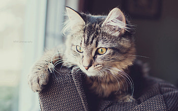 Animals, Cat, Fluffy, Muzzle, Sight, Opinion HD wallpaper