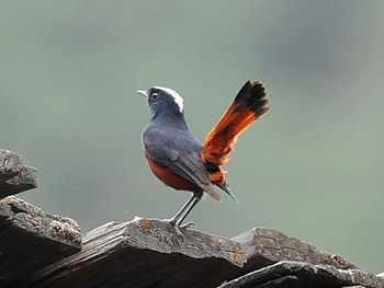 Beautiful Bird, cool, beautiful, bird HD wallpaper