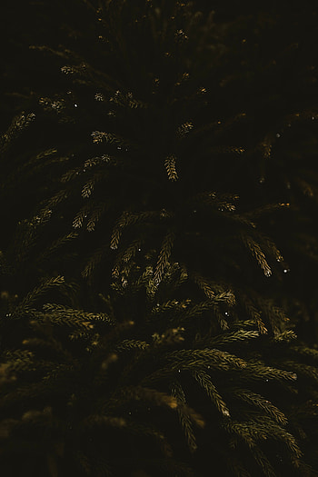 Needle, Dark, Wood, Tree, Branches HD phone wallpaper