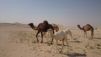 Herd, Camels HD wallpaper