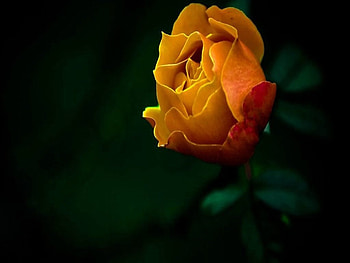 Yellow Rose, Yellow, Flower, Petals, Rose HD wallpaper