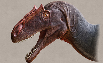 Allosaurus, Utah Museum of Natural History, Top predator, Paleontological exhibit HD wallpaper