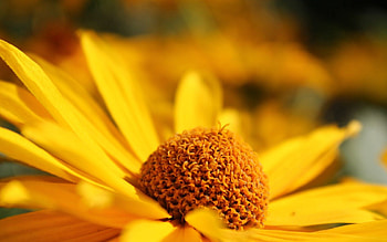 Flower, Macro, Petals, Blur, Smooth HD wallpaper