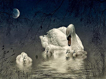 Protecting Her Young, signets, blue, white, reeds, moon, trees, swan HD wallpaper