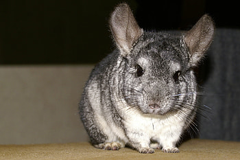 Chinchilla origin, Pet care guide, Rodent behavior, Cute and fluffy HD wallpaper