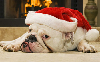 Cute Dog, dog, animal, Christmas, hat HD wallpaper