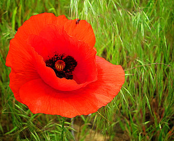 POPPY, black, flower, red, grass HD wallpaper
