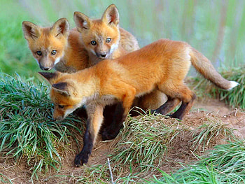 Animals, Fox, Young, Cubs, Curiosity, Fox Cubs, Lisita HD wallpaper