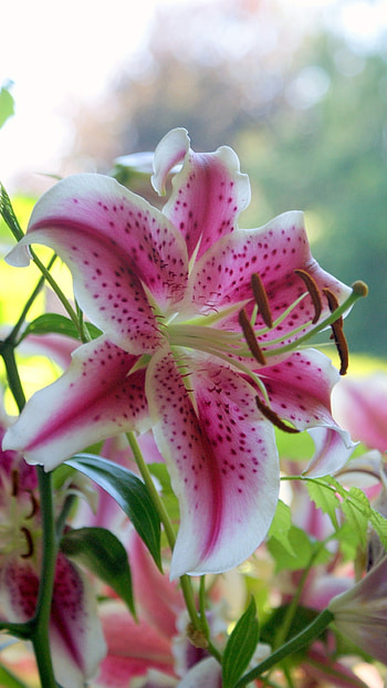 Pink Lily, Amazing Flower HD phone wallpaper