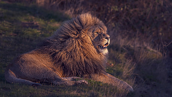Lion, animal, jungle, kimg HD wallpaper