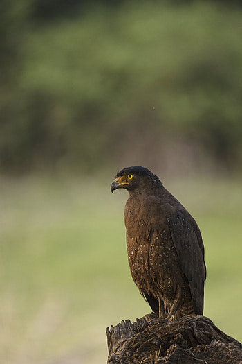 Animals, Bird, Predator, Kite, Black Kite HD phone wallpaper