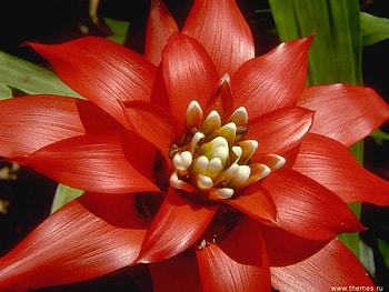Christmas flower, poinsetia, christmas, red, flower HD wallpaper