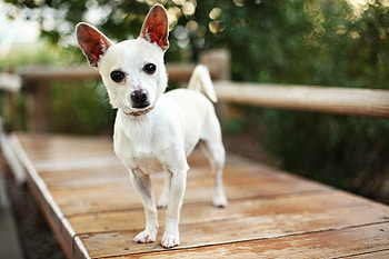 Animals, Dog, Small, Petite, Curiosity, Waiting, Expectation HD wallpaper