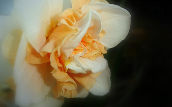 Flower, Macro, Light, Petals, Shadow, Light Coloured HD wallpaper