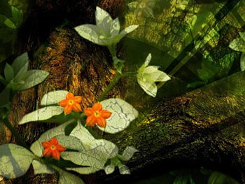 Floral Softness, lightbeams, shadows, art, garden, flowers HD wallpaper