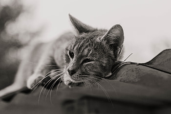 Animals, Cat, Pet, Grey, Bw, Chb HD wallpaper