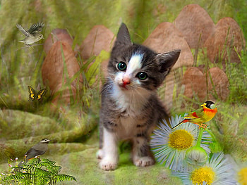 Kitten dream, kitten, animal, bird, kitty, cat, fluffy, daisies, flowers, dream HD wallpaper
