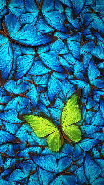 Butterfly, aqua, terrestrial_plant HD phone wallpaper