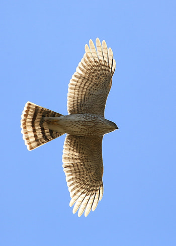 Animals, Sky, Bird, Flight, Wings, Hawk HD phone wallpaper