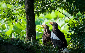 Animals, Birds, Grass, Forest, Hide, Predatory, Lurk, Carnivores HD wallpaper