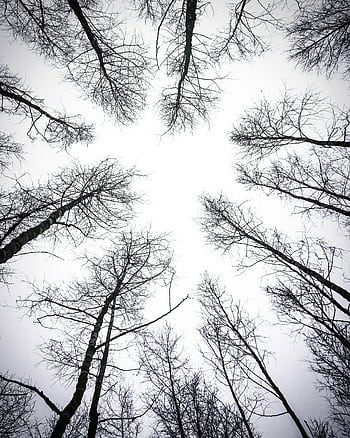 A striking upward view of leafless trees in winter, creating a dramatic silhouette. HD phone wallpaper