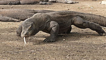 Komodo Island, Ocean Queen, Welcome to, Tourism HD wallpaper