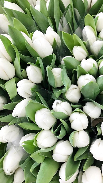 White Flowers, Flowers HD phone wallpaper