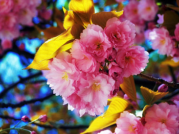 Beautiful Flowers, flowers HD wallpaper